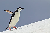 BRD 05 KH0184 01
Chinstrap Penguin Climbing Up Icy Hill Antarctica