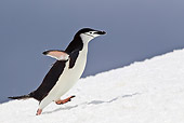 BRD 05 KH0185 01
Chinstrap Penguin Climbing Up Icy Hill Antarctica