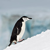 BRD 05 KH0186 01
Chinstrap Penguin Climbing Up Icy Hill Antarctica