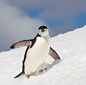 BRD 05 KH0187 01
Chinstrap Penguin Climbing Up Icy Hill Antarctica