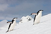 BRD 05 KH0188 01
Two Chinstrap Penguins Climbing Up Icy Hill Antarctica