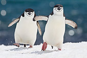 BRD 05 KH0189 01
Two Chinstrap Penguins Climbing Up Icy Hill Antarctica