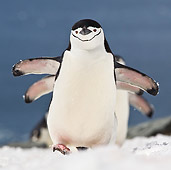 BRD 05 KH0190 01
Group Of Chinstrap Penguins Climbing Up Icy Hill Antarctica