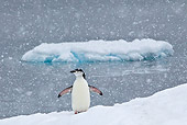 BRD 05 KH0191 01
Chinstrap Penguin Standing On Ice Under Falling Snow Antarctica