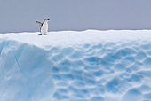 BRD 05 KH0192 01
Chinstrap Penguin Standing On Top Of Iceberg Antarctica