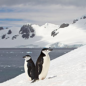 BRD 05 KH0193 01
Two Chinstrap Penguins Standing On Ice Antarctica