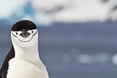 BRD 05 KH0194 01
Portrait Of Chinstrap Penguin Antarctica