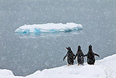 BRD 05 KH0195 01
Three Gentoo Penguins Standing In Snow Antarctica