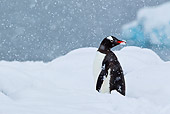 BRD 05 KH0196 01
Gentoo Penguin Standing In Snow Looking Back Antarctica
