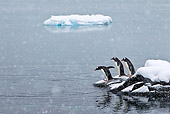BRD 05 KH0197 01
Gentoo Penguins About To Dive Into Sea Antarctica