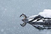 BRD 05 KH0198 01
Gentoo Penguin About To Dive Into Sea Antarctica