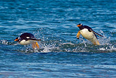 BRD 05 KH0200 01
Two Gentoo Penguins Porpoising On Surface Of Water Falkland Islands