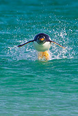 BRD 05 KH0201 01
Gentoo Penguin Porpoising On Surface Of Water Falkland Islands