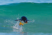 BRD 05 KH0202 01
Gentoo Penguin Porpoising On Surface Of Water Falkland Islands