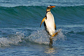 BRD 05 KH0203 01
Gentoo Penguin Porpoising On Surface Of Water Falkland Islands