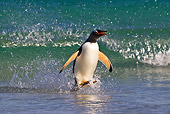 BRD 05 KH0204 01
Gentoo Penguin Porpoising On Surface Of Water Falkland Islands