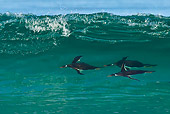 BRD 05 KH0205 01
Gentoo Penguins Surfing In Waves Falkland Islands