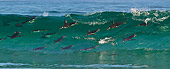 BRD 05 KH0206 01
Gentoo Penguins Surfing In Waves Falkland Islands