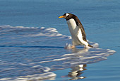 BRD 05 KH0207 01
Gentoo Penguin Walking On Beach Falkland Islands
