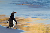BRD 05 KH0208 01
Gentoo Penguin Standing At Edge Of Water During Sunset Falkland Islands