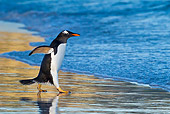 BRD 05 KH0210 01
Gentoo Penguin Walking On Beach During Sunset Falkland Islands