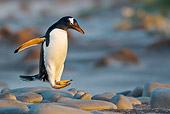 BRD 05 KH0211 01
Gentoo Penguin Hopping Over Rocks At Sunset Falkland Islands