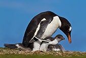 BRD 05 KH0212 01
Gentoo Penguin Sitting With Two Chicks In Nest Falkland Islands