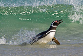BRD 05 KH0216 01
Magellanic Penguin Emerging From Sea Falkland Islands