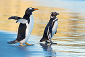BRD 05 KH0217 01
Magellanic And Gentoo Penguins Waddling On Beach Falkland Islands