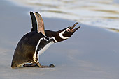 BRD 05 KH0218 01
Magellanic Penguin Braying On Beach Falkland Islands