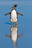 BRD 05 KH0219 01
Magellanic Penguin Standing On Beach By Reflection Falkland Islands