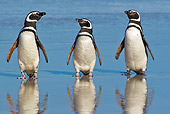 BRD 05 KH0220 01
Three Magellanic Penguins Standing On Beach By Reflections Falkland Islands