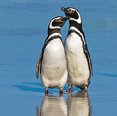 BRD 05 KH0221 01
Two Magellanic Penguins Nuzzling On Beach Falkland Islands