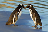 BRD 05 KH0222 01
Two Magellanic Penguins Nuzzling On Beach Falkland Islands
