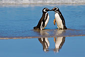 BRD 05 KH0223 01
Two Magellanic Penguins Kissing On Beach Falkland Islands