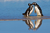 BRD 05 KH0224 01
Two Magellanic Penguins Nuzzling On Beach Falkland Islands