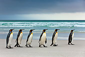 BRD 05 KH0226 01
Group Of King Penguins Waddling On Beach Falkland Islands