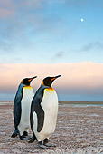 BRD 05 KH0227 01
Two King Penguins Standing On Dunes At Dusk Falkland Islands