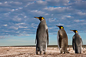 BRD 05 KH0228 01
Back View Of Three King Penguins Standing On Dunes Falkland Islands