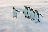 BRD 05 KH0230 01
King Penguins Walking On Beach In Strong Winds Falkland Islands
