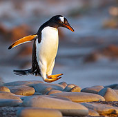BRD 05 KH0233 01
Gentoo Penguin Hopping Over Large Pebbles At Sunset, Falkland Islands