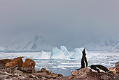 BRD 05 KH0234 01
Gentoo Penguins At Nest On Peterman Island, Antarctica