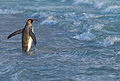 BRD 05 KH0235 01
King Penguin Wading Through Rough Seas At Dawn Falkland Islands