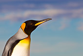 BRD 05 KH0237 01
Portrait Of King Penguin On Beach Falkland Islands
