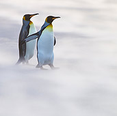 BRD 05 KH0238 01
Two King Penguins Walking On Beach In Strong Winds Falkland Islands