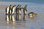 BRD 05 KH0240 01
Group Of King Penguins Watching For Predators Before Entering Sea Falkland Islands