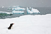 BRD 05 KH0242 01
Gentoo Penguin Walking Through Deep Snow Antarctica