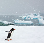 BRD 05 KH0243 01
Gentoo Penguin Walking Through Snow Antarctica