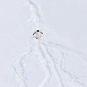 BRD 05 KH0244 01
Overhead View Of Gentoo Penguin Walking Through Snow Antarctica
