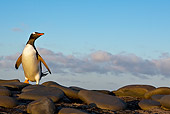 BRD 05 KH0248 01
Gentoo Penguin Walking On Pebbles Toward Colony At Sunset Falkland Islands